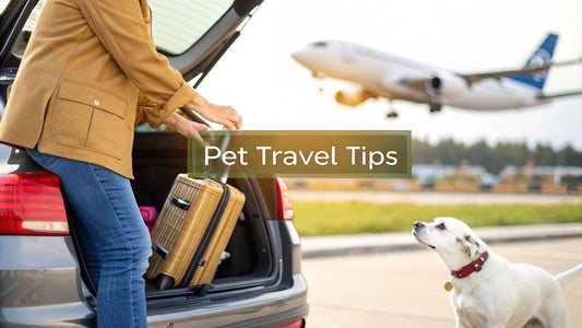 8 Actionable Tips for Traveling With Pets in 2025