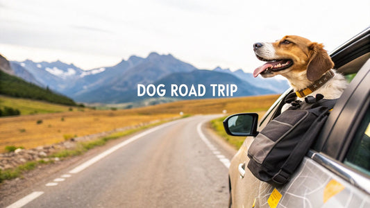 Planning a Road Trip with a Dog: Essential Guide for Adventure