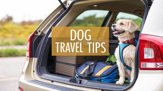 8 Essential Travel Tips for Dogs (2025 Guide)