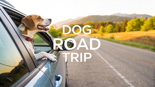 7 Essential Tips for Road Trips with Dogs (2025 Guide)