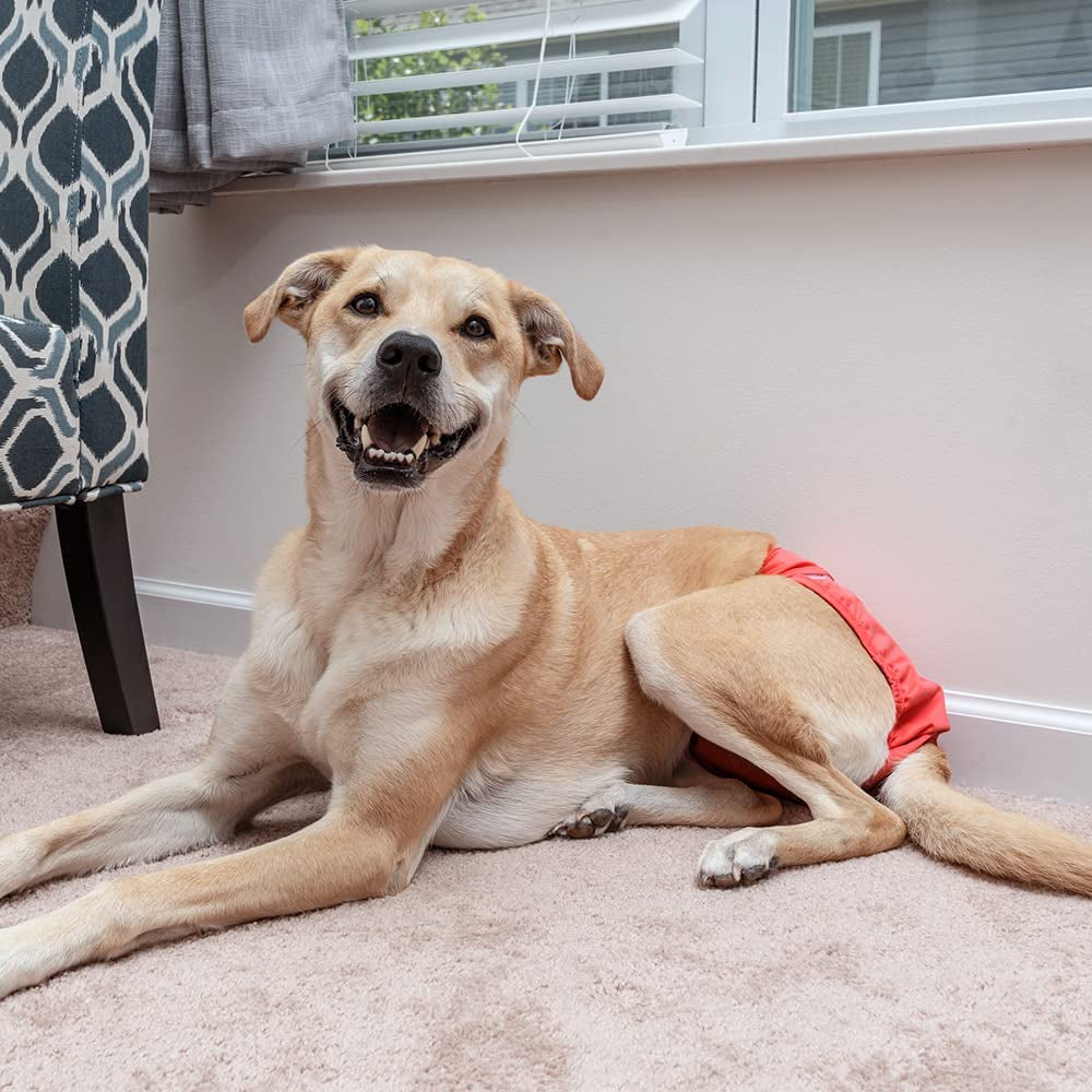 "Stylish and Durable Washable Dog Diapers - 3 Pack of Premium Southern Belle Female Dog Diapers, Extra Small Size"