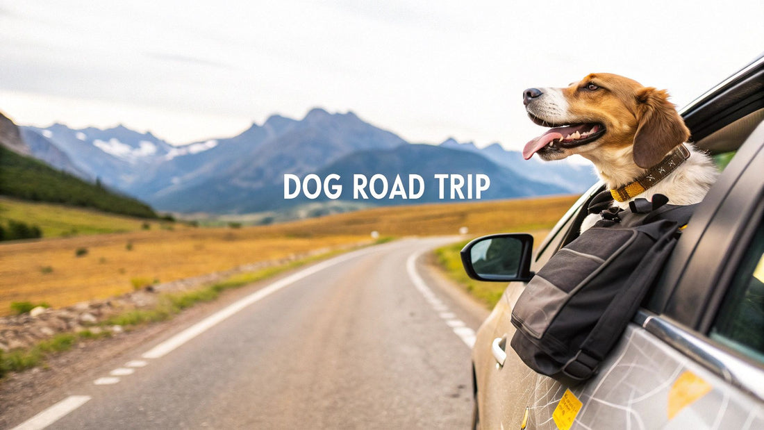 Planning a Road Trip with a Dog: Essential Guide for Adventure