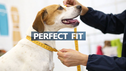 How to Size a Dog Collar for a Perfect Fit